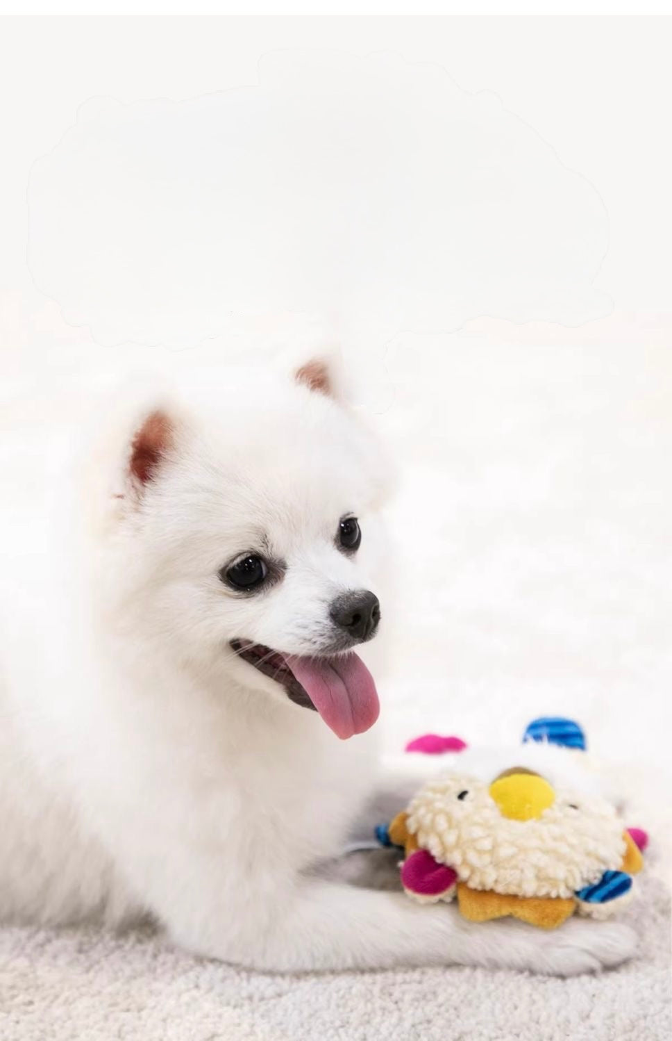 Plush Dog Toy Squeaky